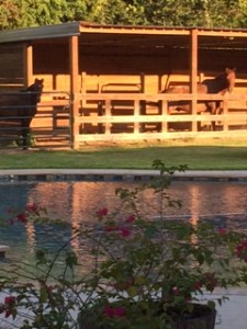 Pool&Horse