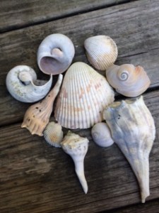Shells