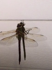 Dragonfly