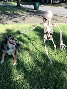 skeletondog