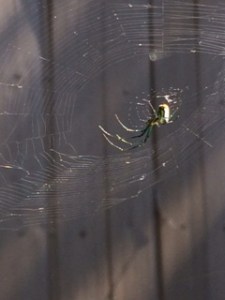 spiderbackyard